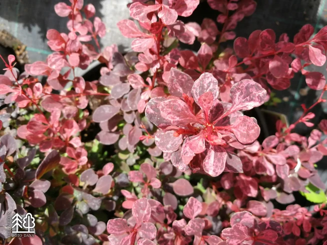 Berberis thunbergii   'Pink Queen'